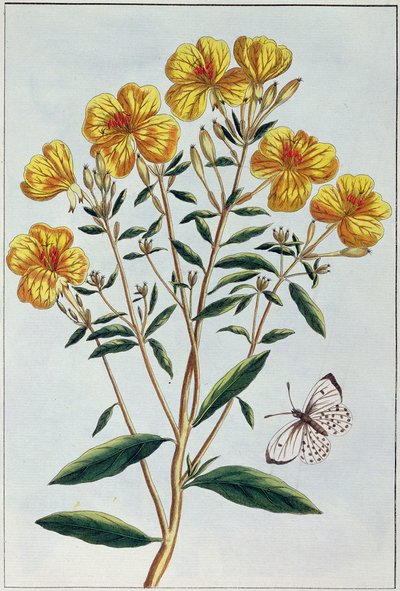 Evening Primrose, plate 73 from 